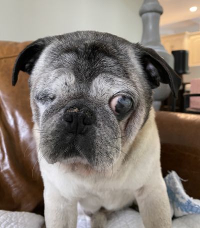 senior pug rescue