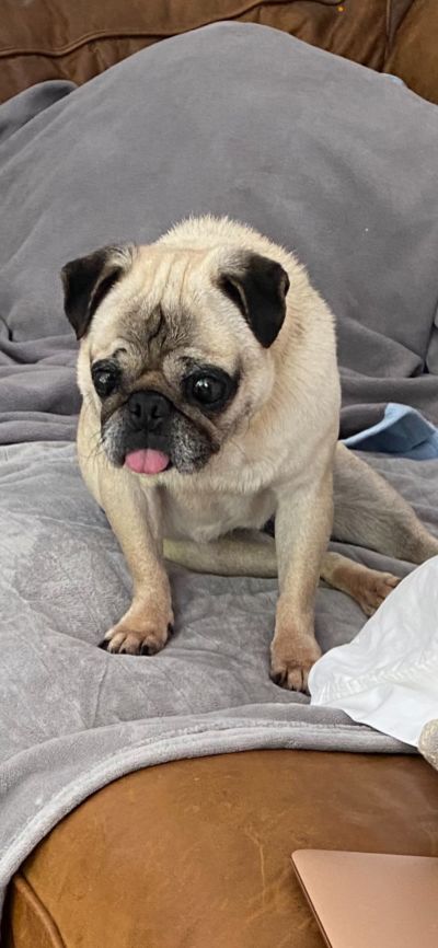 Mid Atlantic Pug Rescue   2386 