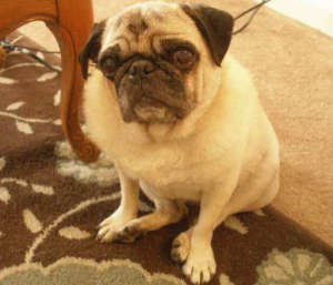 Fiesta Pugsley - 9 Sitting Big Eye Pug