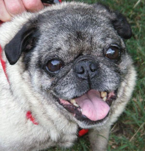 Fiesta Pugsley - 9 Sitting Big Eye Pug